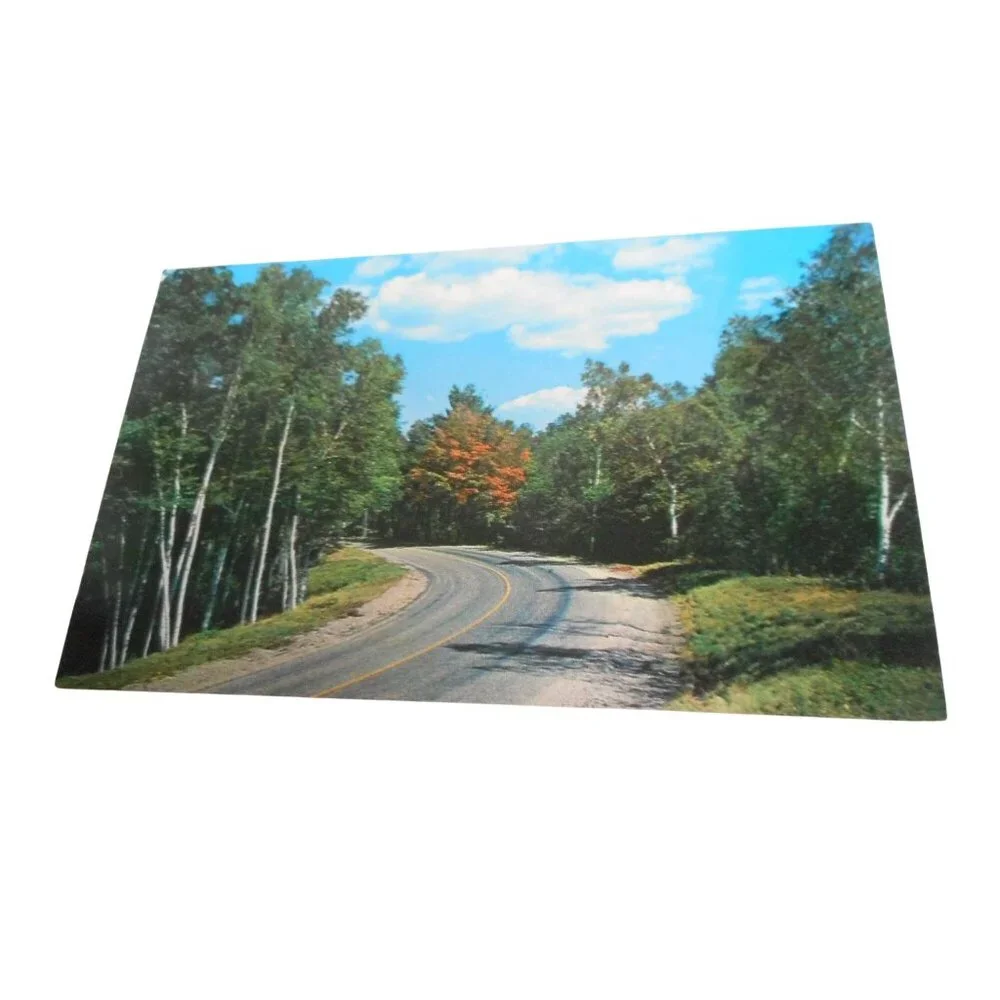 Vintage Postcard unposted Cedar Run Pennsylvania Road Birch Tree nature 1950s